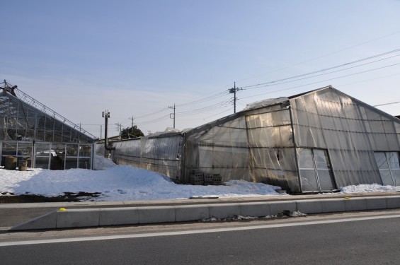 さきたま古墳公園　雪で壊れてしまったビニルハウス DSC_0121