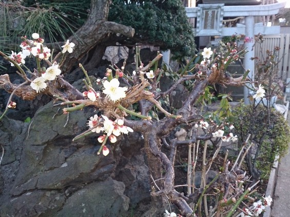 春の訪れ　紅白の梅　木の芽と蕾　日暮れの時間DSC_1722