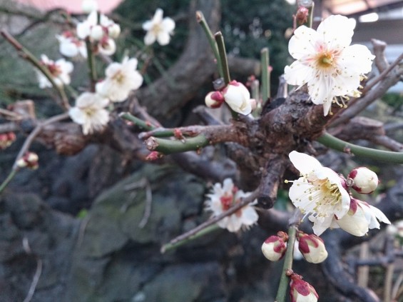 春の訪れ　紅白の梅　木の芽と蕾　日暮れの時間DSC_1725