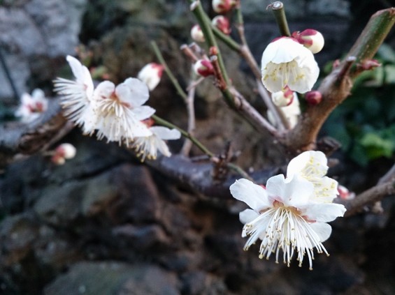春の訪れ　紅白の梅　木の芽と蕾　日暮れの時間DSC_1726