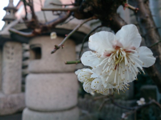 春の訪れ　紅白の梅　木の芽と蕾　日暮れの時間DSC_1727