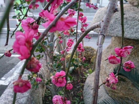 春の訪れ　紅白の梅　木の芽と蕾　日暮れの時間DSC_1732