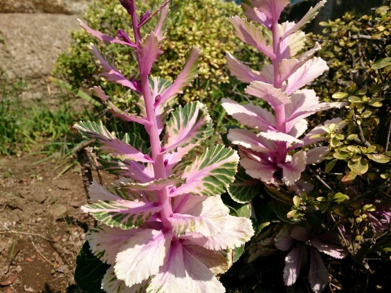 石屋の花壇　春の花　新芽DSC_0003