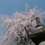 上尾市 相頓寺　枝垂れ桜454