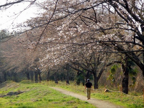 20140329　桜の様子　北本市石戸蒲桜　江戸彼岸桜　桜堤　北里メディカル桜並木DSCN4012