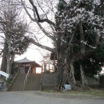 20140329　桜の様子　北本市石戸蒲桜　DSCN4180