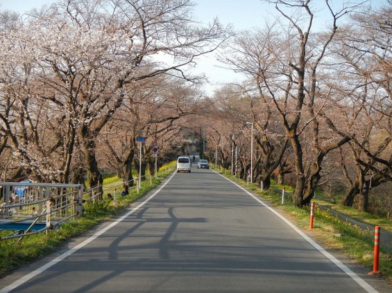20140329　桜の様子　北本市 桜堤 DSCN4054