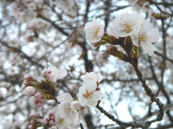 20140329　桜の様子　北本市石戸蒲桜　DSCN4181