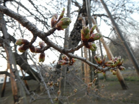 20140329　桜の様子　北本市石戸蒲桜　DSCN4155