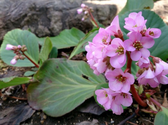 石屋の花壇　春の花　新芽DSC_0007+