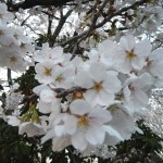20140329　桜の様子　北本市　　北里メディカル桜並木DSCN4191
