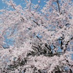 上尾市 相頓寺　枝垂れ桜461