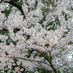 20140329　桜の様子　北本市　江戸彼岸桜　エドヒガン　DSCN4109
