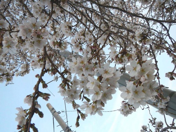 20140329　桜の様子　北本市石戸蒲桜　DSCN4138