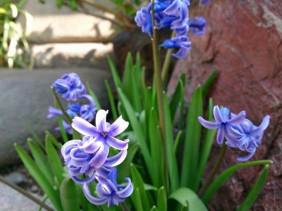 石屋の花壇　春の花　新芽DSC_0009