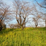 20140329　桜の様子　北本市 桜堤 DSCN4069