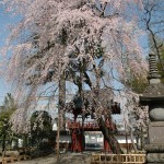 上尾市 相頓寺　枝垂れ桜440