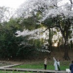 20140329　桜の様子　北本市　江戸彼岸桜　エドヒガン　DSCN4102