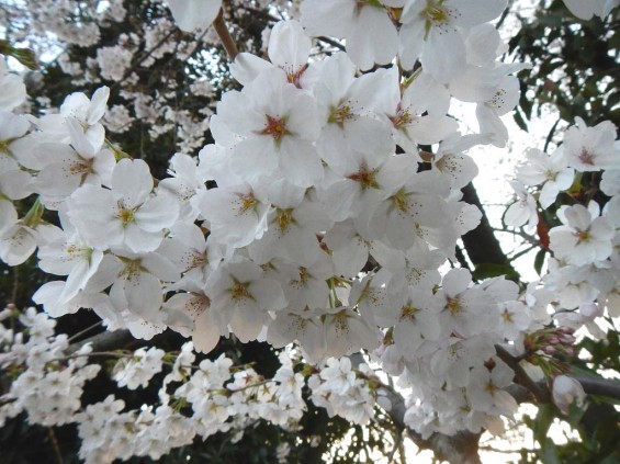 20140329　桜の様子　北本市　　北里メディカル桜並木DSCN4190