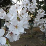 20140329　桜の様子　北本市　　北里メディカル桜並木DSCN4189
