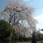 上尾市 相頓寺　枝垂れ桜435