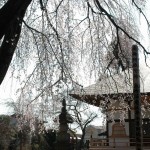 上尾市 相頓寺　枝垂れ桜451