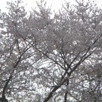 20140329　桜の様子　北本市　江戸彼岸桜　エドヒガン　DSCN4103