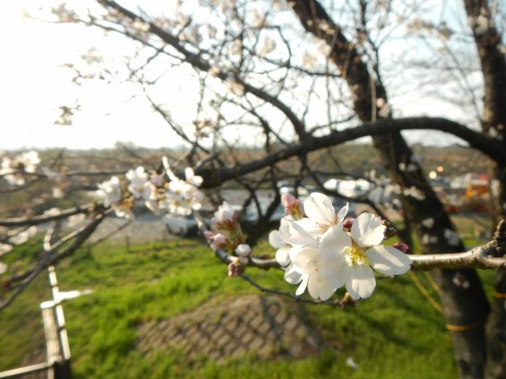 20140329　桜の様子　北本市 桜堤 DSCN4056