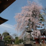 上尾市 相頓寺　枝垂れ桜466