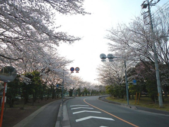 20140329　桜の様子　北本市　　北里メディカル桜並木DSCN4186