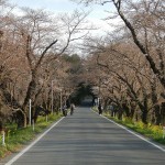 20140329　桜の様子　北本市 桜堤 DSCN4071