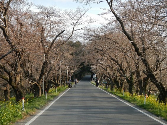 20140329　桜の様子　北本市 桜堤 DSCN4071