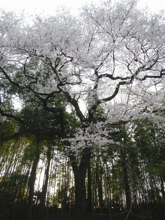 20140329　桜の様子　北本市　江戸彼岸桜　エドヒガン　DSCN4099