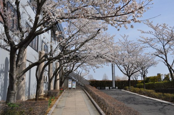 20140401　埼玉県上尾市藤波　上尾靈園の桜が満開DSC_0070