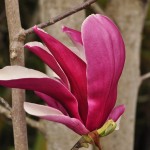 20140402　埼玉県東松山市　森林公園昭和浄苑　桜満開DSC_0593