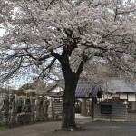 20140331 埼玉県伊奈町小針新宿 西光寺 桜満開 DSC_0118