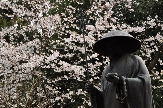 20140331 埼玉県伊奈町小針新宿 西光寺 桜満開 DSC_0178