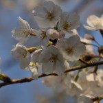 20140401 埼玉県さいたま市桜区 「鴨川堤桜通り公園」の桜と「うらわ秋ヶ瀬霊園」DSC_0350