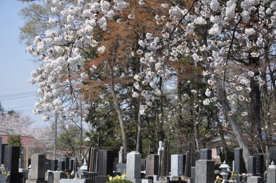 20140401 埼玉県上尾市中分 東栄寺 桜満開ですDSC_0026