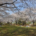 20140331 埼玉県伊奈町小針新宿 西光寺 桜満開DSC_0119