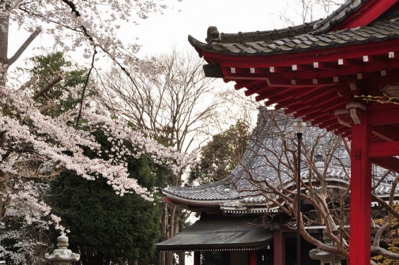 20140331 埼玉県伊奈町小針新宿 西光寺 桜満開 DSC_0175