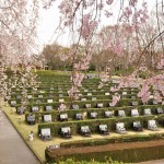 20140402　さいたま市見沼区　さいたま市営霊園の桜が満開　枝垂れ桜DSC_0505