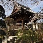 20140331 埼玉県蓮田市閏戸 秀源寺 桜満開DSC_0017