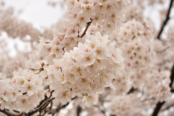 20140402　さいたま市見沼区　さいたま市営霊園の桜が満開DSC_0425
