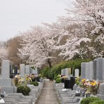 20140402　埼玉県東松山市　森林公園昭和浄苑　桜満開DSC_0613