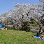 20140401　埼玉県上尾市　丸山公園の桜が満開DSC_0239