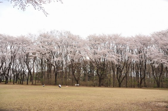 20140402　埼玉県東松山市　岩鼻運動公園の桜DSC_0580
