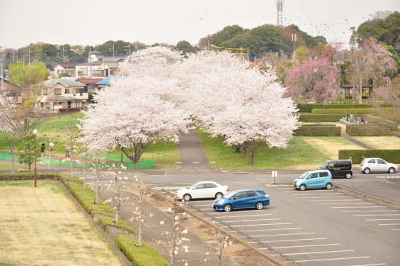 20140402　さいたま市見沼区　さいたま市営霊園の桜が満開DSC_0456