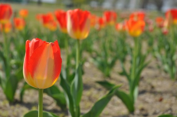 チューリップの花が綺麗でした　埼玉県比企郡吉見町　吉見総合運動公園　黄色と赤が混ざったDSC_0184