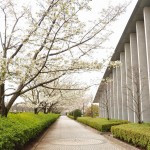 20140402　さいたま市見沼区　さいたま市営霊園の桜が満開　屋内墓地DSC_0462